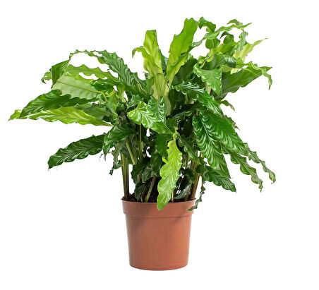 Yeşil Dua Çiçeği  'Calathea Rufibarba' 40-50cm