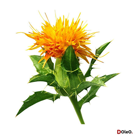 Dolar Kimya Aspir Yağı - 100 mL (Uçucu Yağ,Buhardanlık Esansı,Oda Kokusu)