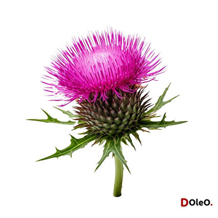 Devedikeni Yağı - 50 mL (Uçucu Yağ,Buhardanlık Esansı,Oda Kokusu)