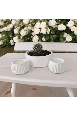 Taş Mumlukta Kaktüs ve Mum , Lavanta Kokulu %100 Doğal Soya Mum - Yuvarlak (12cm,6cm,6cm- 3 lü set