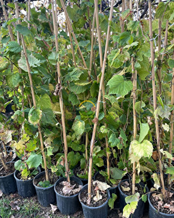 3 Yaş Narince (Tokat) Sarmalık Üzüm Asma Fidanı