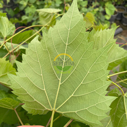 3 Yaş Narince (Tokat) Sarmalık Üzüm Asma Fidanı