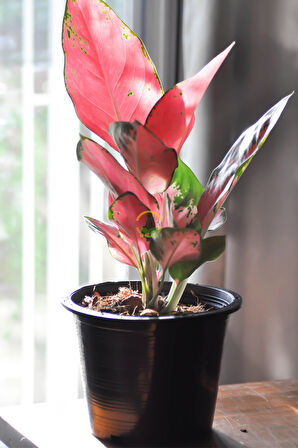 Çin Herdemyeşili Bitkisi 'Aglaonema Red Joy'