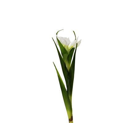 Yapay Tekli Single Eirel Dalı 67 cm