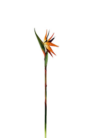 Yapay Starliçe Dalı Büyük 85 cm