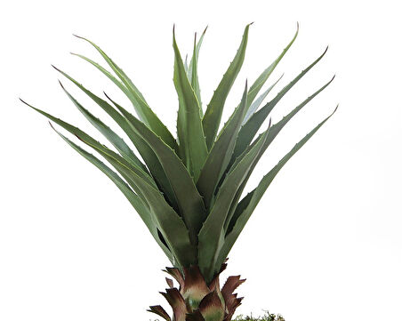 Yapay Agave Salmiana Ağacı 75 cm