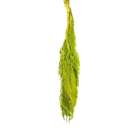 Şoklanmış Amarantus (Amaranthus) Yeşil 60 cm