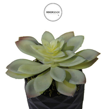 Yapay Mini Etli Echeveria Sukulent Açık Yeşil 12 cm Saksılı