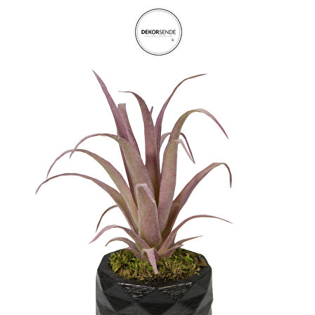 Yapay Tüylü Tillandsia Sukulent Lila 17 cm Saksılı