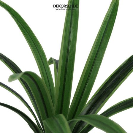 Yapay Dracena Demet Yeşil 50 cm