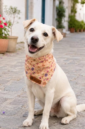 Kedi-Köpek Fuları, Hafif Ve Pamuklu Kumaş, El Yapımı, Çiçek Desenli Kedi/Köpek Fuları