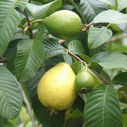 3 Yaş Guava (Sarı Meyveli) Fidanı