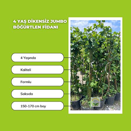 4 Yaş Dikensiz Jumbo Böğürtlen Fidanı