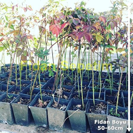 5 adet Dikensiz Jumbo Böğürtlen Fidanı Paketi