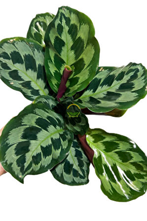 Calathea Helen Kennedy Bitkisi 'Dua Çiçeği'