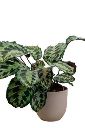 Calathea Helen Kennedy Bitkisi 'Dua Çiçeği'