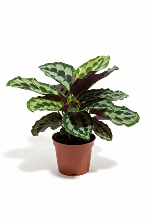 Calathea Helen Kennedy Bitkisi 'Dua Çiçeği'
