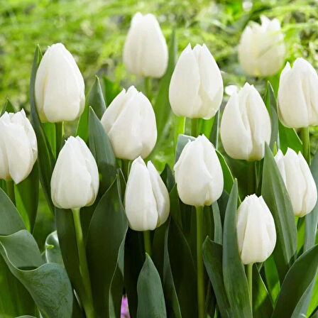 White Prince Beyaz Lale Soğanı (4 adet)