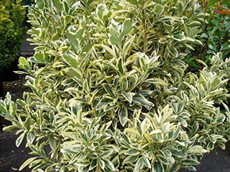 Taflan Bravo (Euonymus Japonica Bravo)