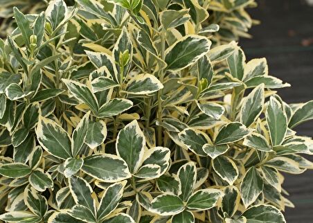 Taflan Bravo (Euonymus Japonica Bravo)