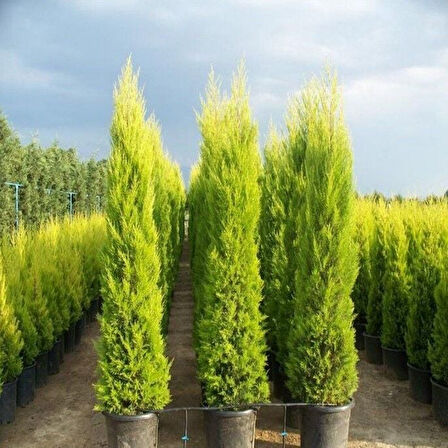 Soğuklara Dayanıklı Limon Kokulu Limoni Servi Fidanı (25 adet 20-40 cm)