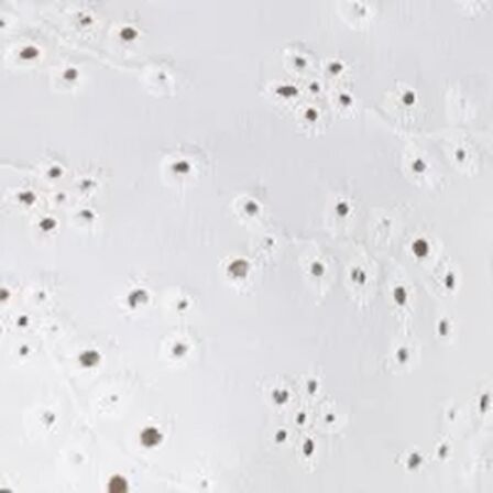 Normal Kesim Bisiklet Yaka İşlemeli Beyaz Kadın Sweatshirt Cl1067956