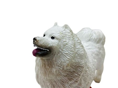 Köpekler - Samoyed Cinsi Köpek