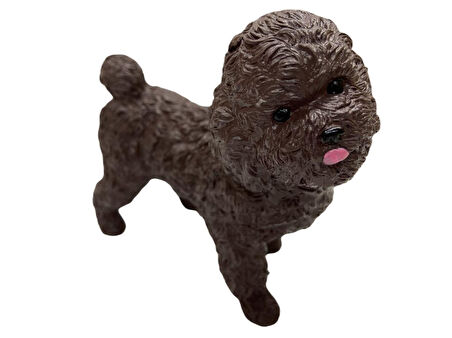 Köpekler - Poodle Cinsi Köpek