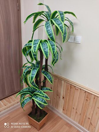 Yukka dracaena palmiye ağacı 4 gövdeli ahşap görününmlü plastik saksıda