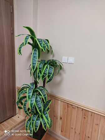 Yukka dracaena palmiye ağacı 4 gövdeli ahşap görününmlü plastik saksıda