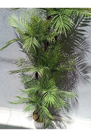 Areka Palmiye Ağacı 200 cm 6 Gövde 54 Yaprak Beyaz Yakut Saksıda Yapay Ağaç