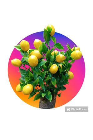 Kütük Saksıda Limon Demeti Masaüstü Hediyelik Dekoratif Yapay Çiçek