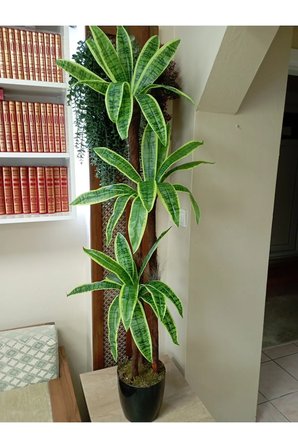 Yukka dracenea ağacı 3 gövdeli 36 yaprak dekoratif yapay ağaç 150 cm.