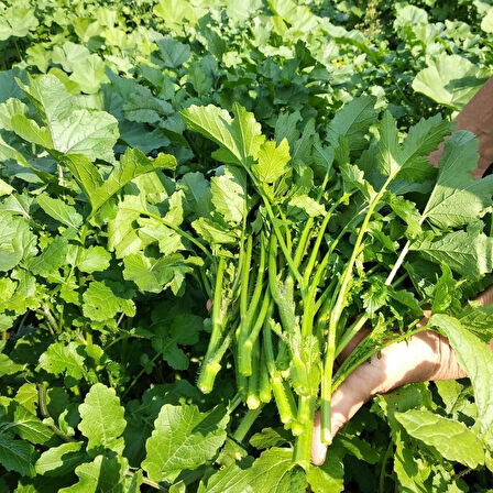 Ata Tohumları Geleneksel Doğal Hardal Otu Tohumu (100 tohum)