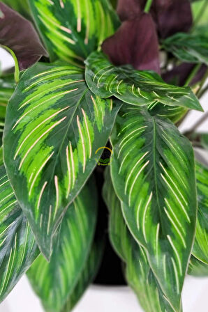 Calathea Beauty Star Bitkisi 'Dua Çiçeği'