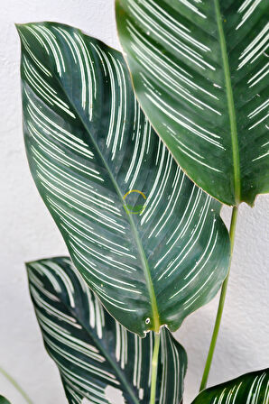 Calathea Beauty Star Bitkisi 'Dua Çiçeği'