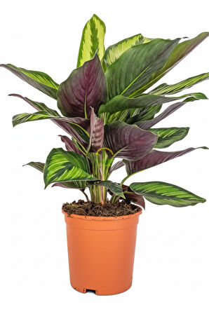 Calathea Beauty Star Bitkisi 'Dua Çiçeği'