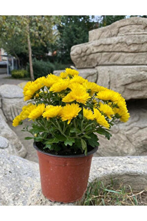 Sarı Kasımpatı Krizantem Chrysanthemum Çiçeği 10 - 20 Cm
