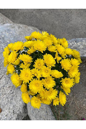 Sarı Kasımpatı Krizantem Chrysanthemum Çiçeği 10 - 20 Cm