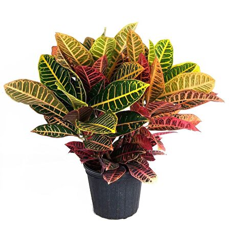 Croton Petra Bitkisi 40-50cm