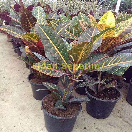 Croton Petra Bitkisi 40-50cm