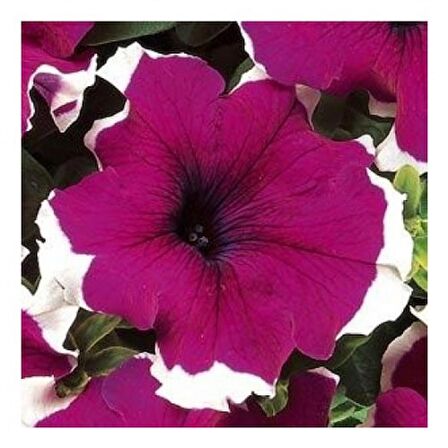 Petunya Çiçeği Petunia Grandiflora Dreams F1 10 adet tohum