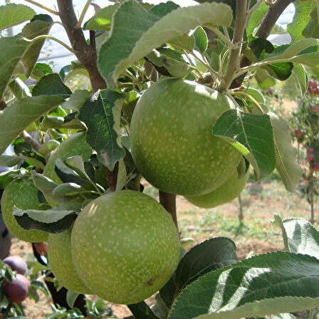 3 Yaş Aşılı Granny Smith Elma Fidanı *Yarı Bodur*