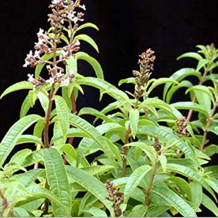 Nadir Bitki Saksılık Yoğun Kokulu Aloysia Triphylla Limon Otu Çiçeği Fidanı