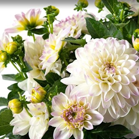 Katmerli İri Katmerli Çiçekli Power White Lilac Yıldız Dahlia Çiçeği Fidesi (2 adet)