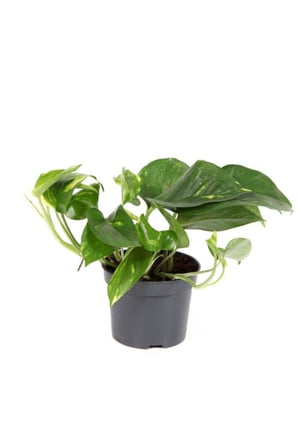 Epipremnum Pathos Potos Sarmaşığı Fidanı 10-20 cm