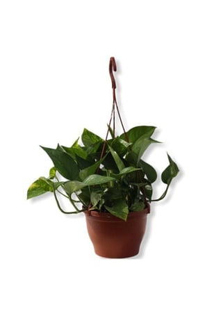 Epipremnum Pathos Potos Sarmaşığı Fidanı 10-20 cm