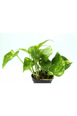 Epipremnum Pathos Potos Sarmaşığı Fidanı 10-20 cm