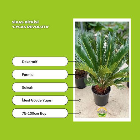 Sikas Bitkisi 'Cycas Revoluta'