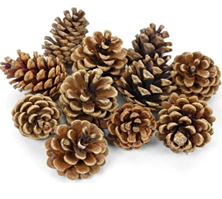 KOZALAK ÇAM AĞACINDAN DOĞAL DEKOR VE BOYAMA İÇİN UYGUNDUR